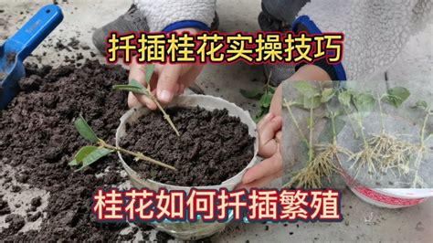 桂樹種植|桂花樹種植，扦插，剪枝！